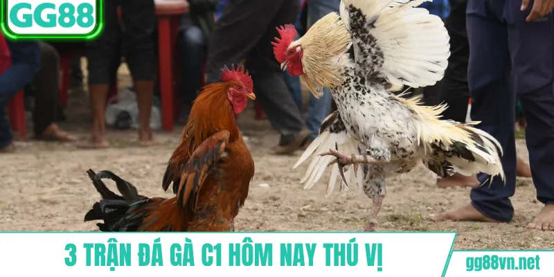 3 trận đá gà C1 hôm nay thú vị