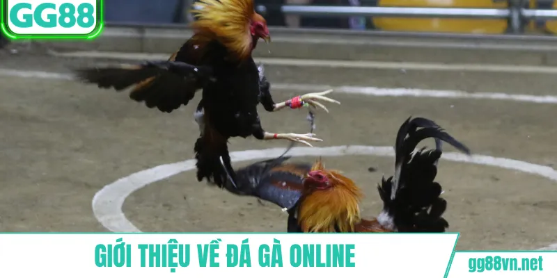 Giới thiệu về đá gà online